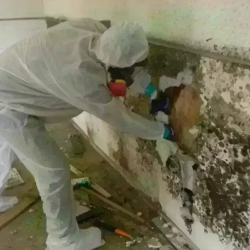 Mold Remediation and Removal in Heyworth, IL